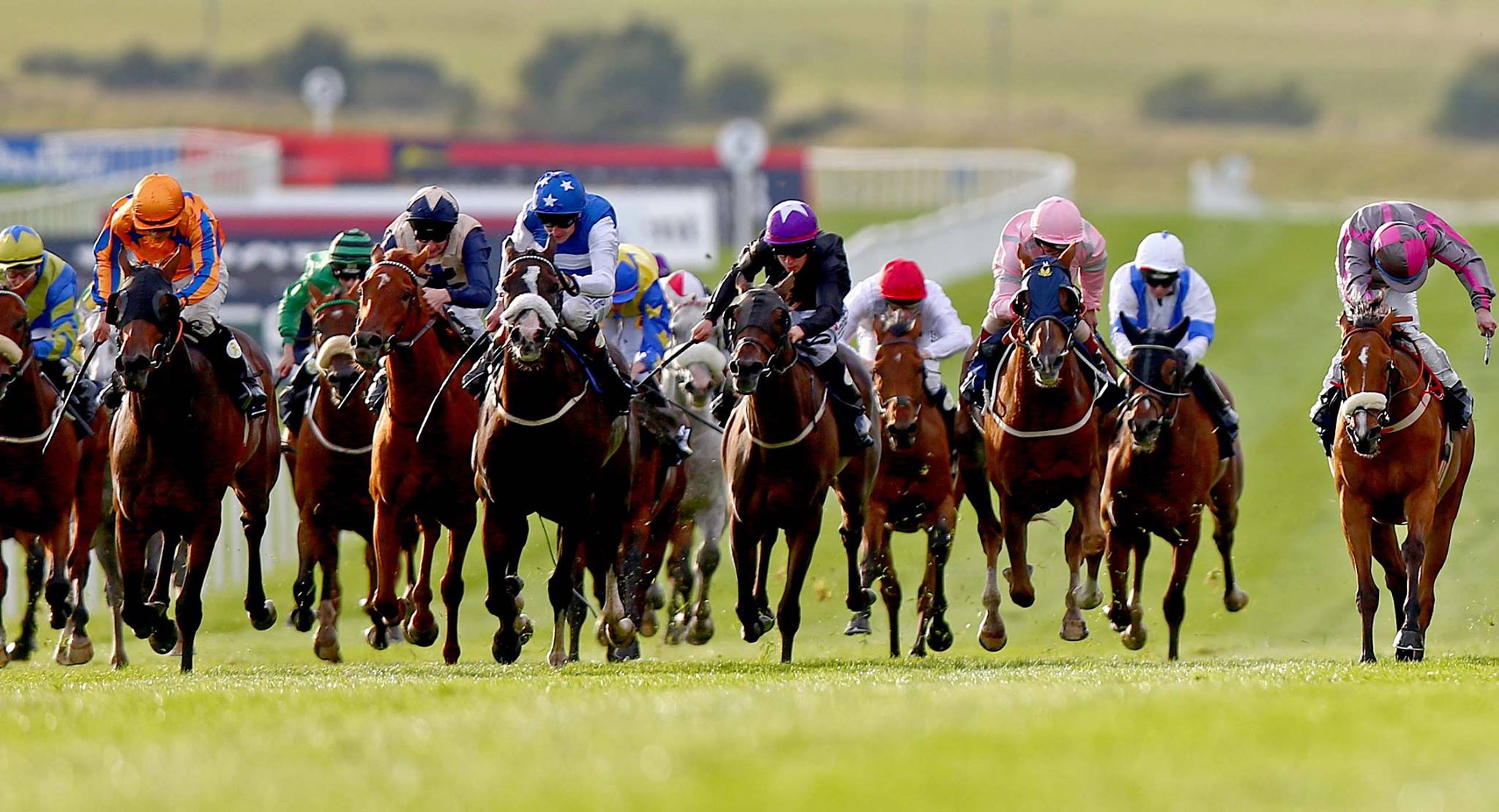 Le Curragh Horse - ©INPHO/Donall Farmer 