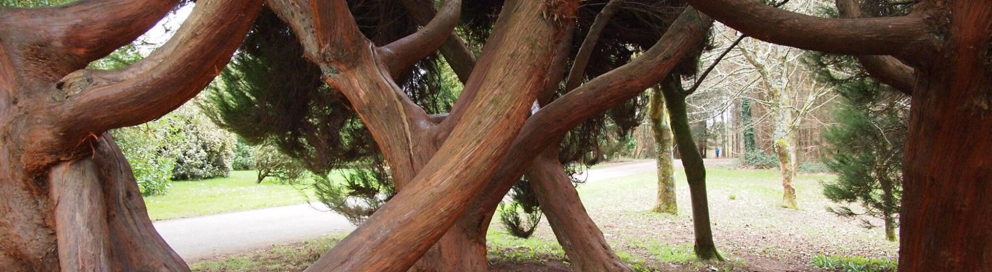 The John Fitzgerald Kennedy Arboretum