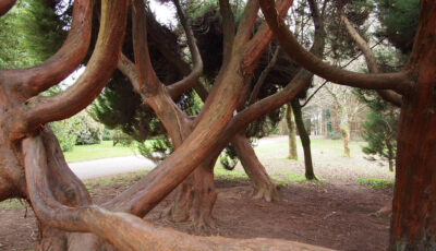 arboretum jfk