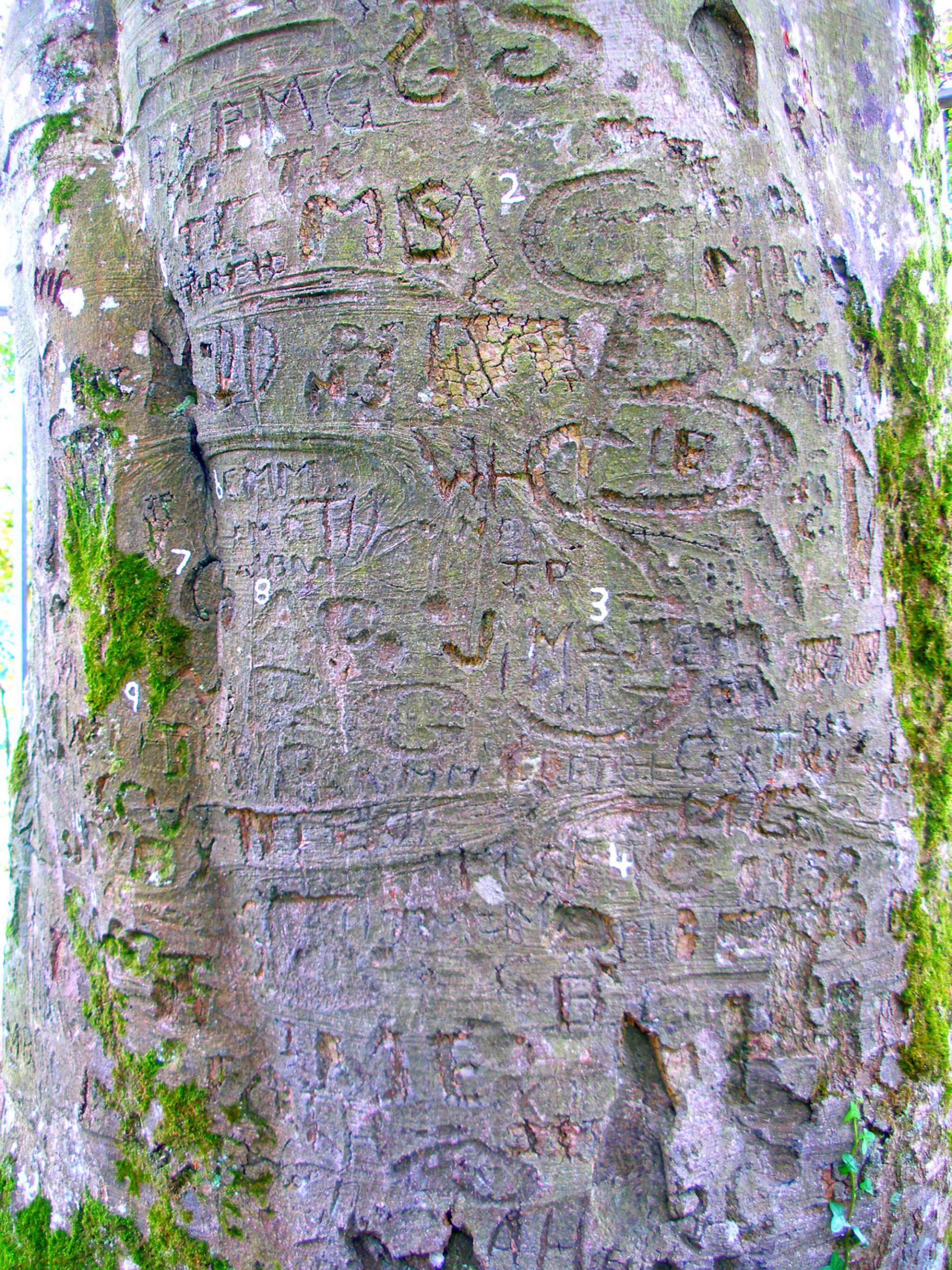 L'arbre autographe du Coole Park - IrishFireside - cc