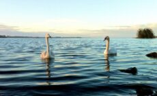 lough ennell 1