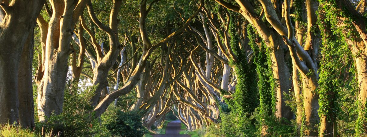 Dark Hedges - © adrianpluskota