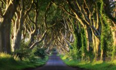 Dark Hedges - © adrianpluskota