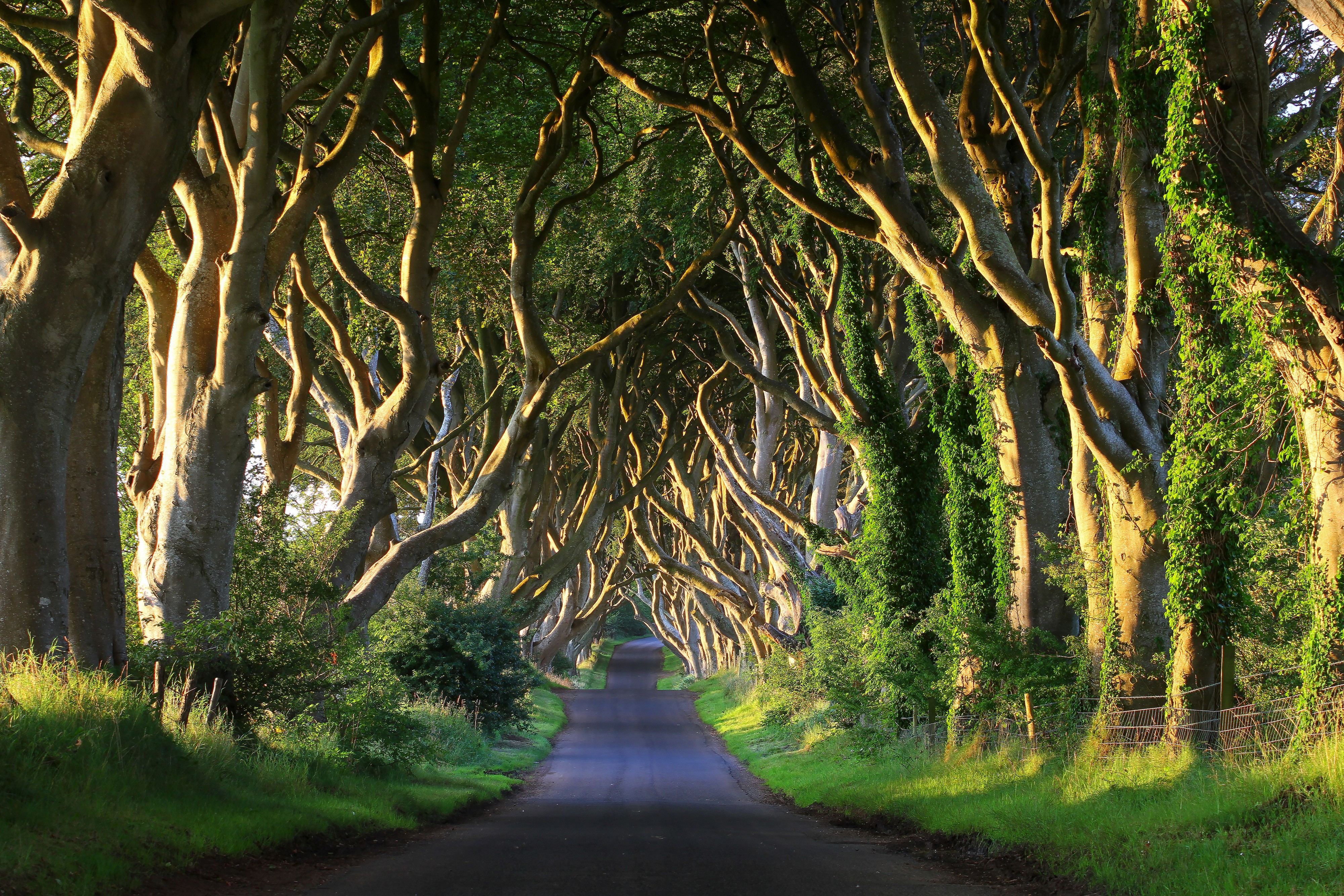 Dark Hedges - © adrianpluskota