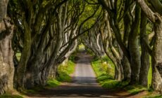 dark hedges
