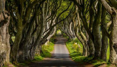 dark hedges