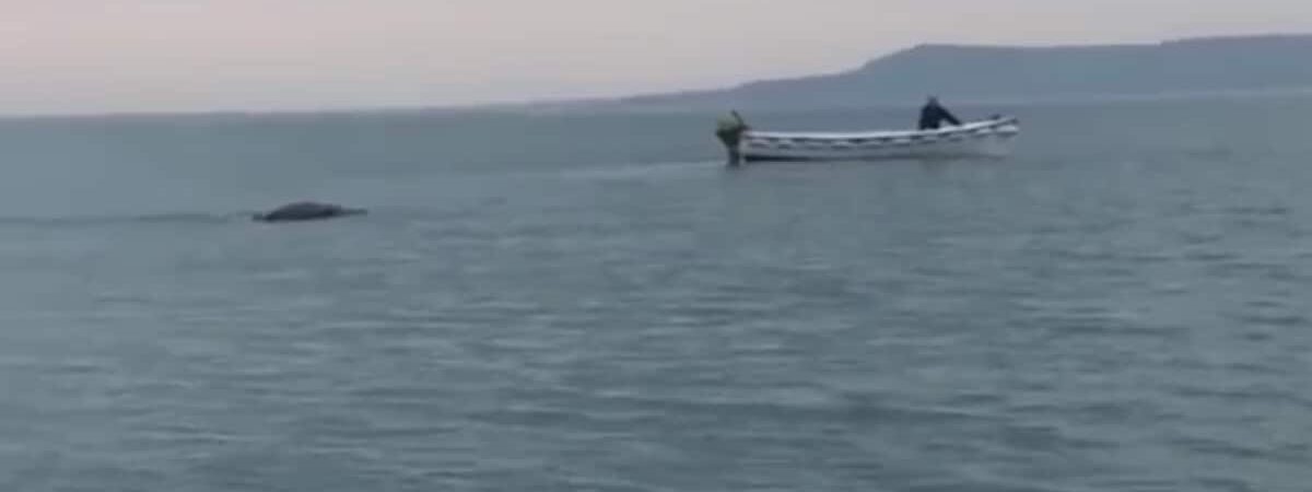 Le monstre du Loch Ness en Irlande