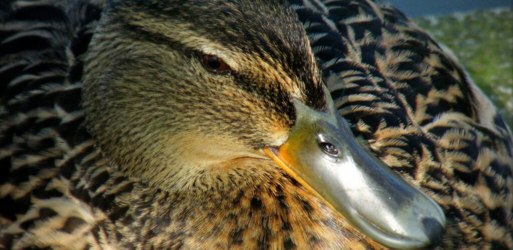 irish duck e1547736784590 scaled