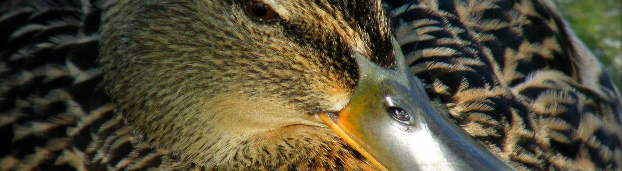 Wexford Wildfowl Reserve