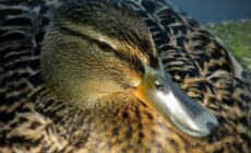 irish duck e1547736784590 scaled