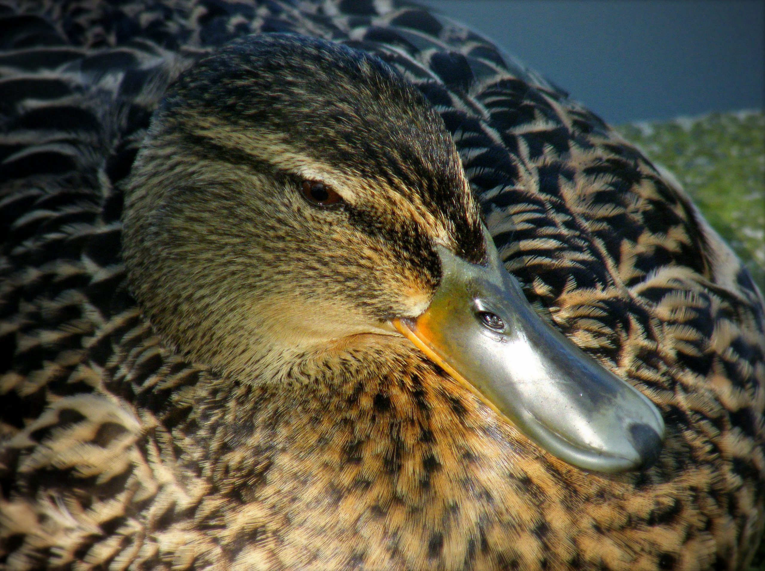 Un irish duck -  || UggBoy♥UggGirl || PHOTO || WORLD || TRAVEL ||