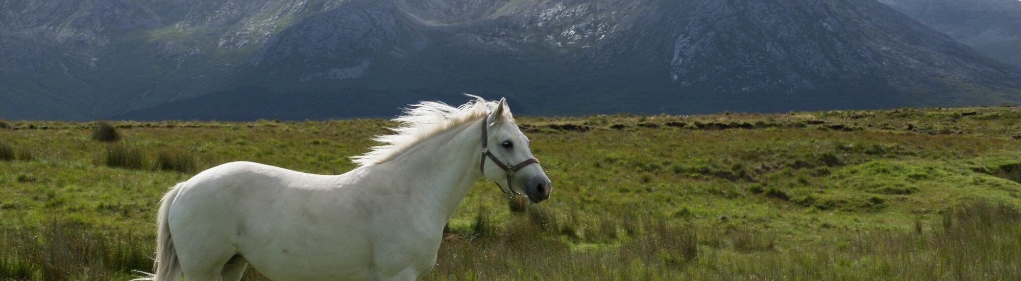 Irish riding schools