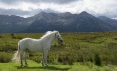 cheval connemara 1