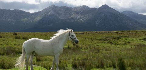 cheval connemara 1