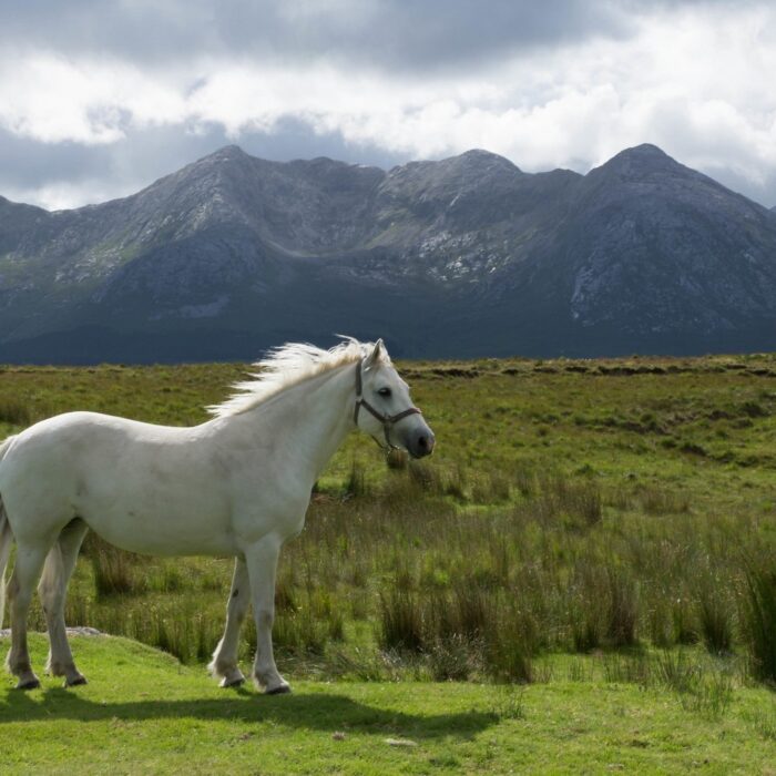 cheval connemara 1
