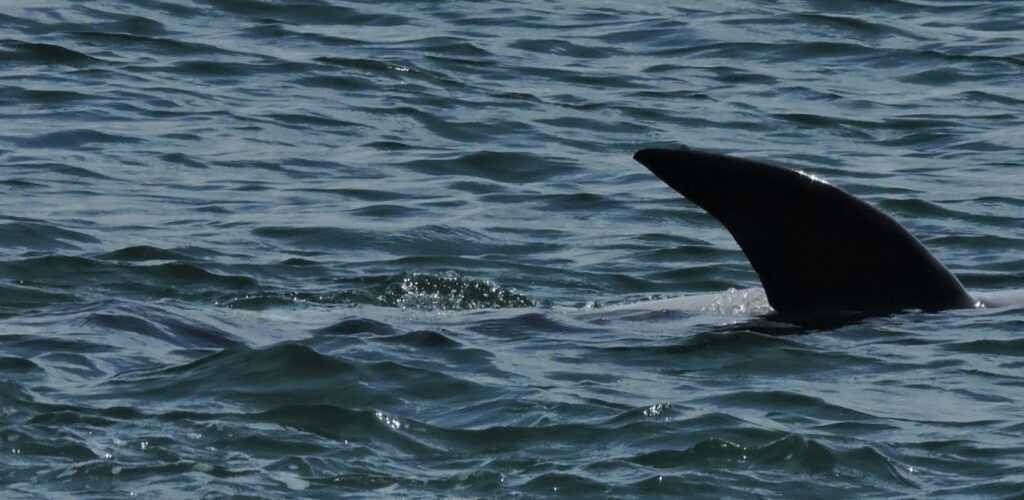 Dusty - doubichlou - cc