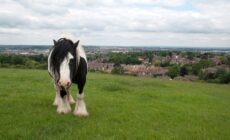 irish cob