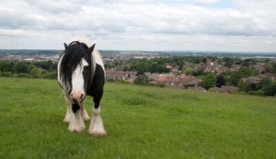 irish cob