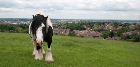 irish cob
