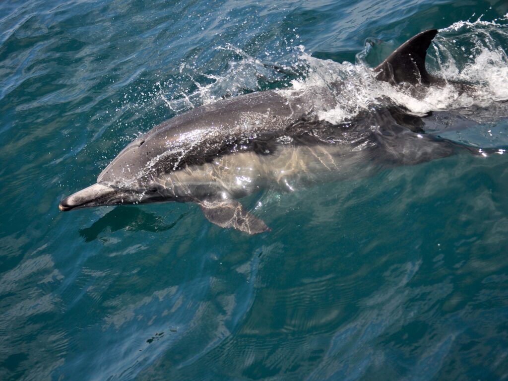 dauphin 1 scaled