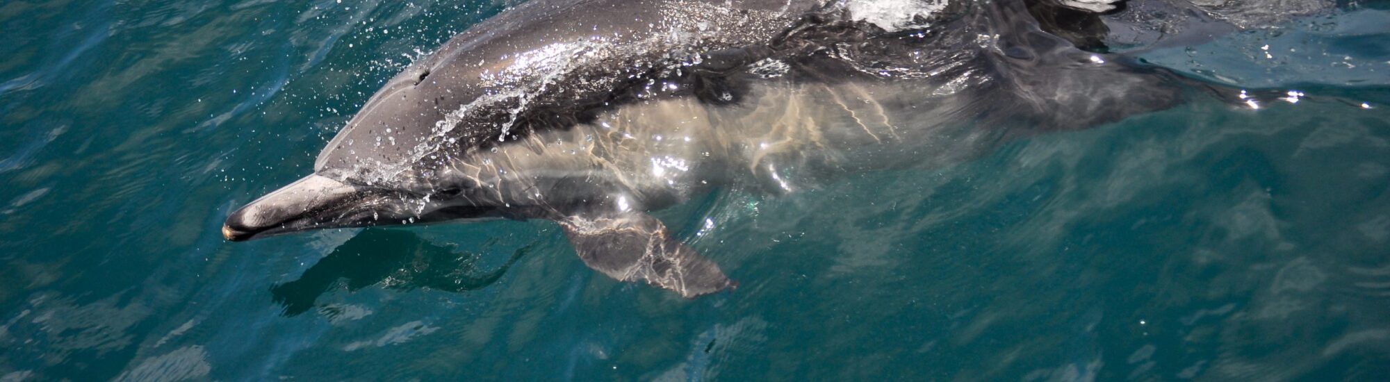 Dolphin Watch Carrigaholt