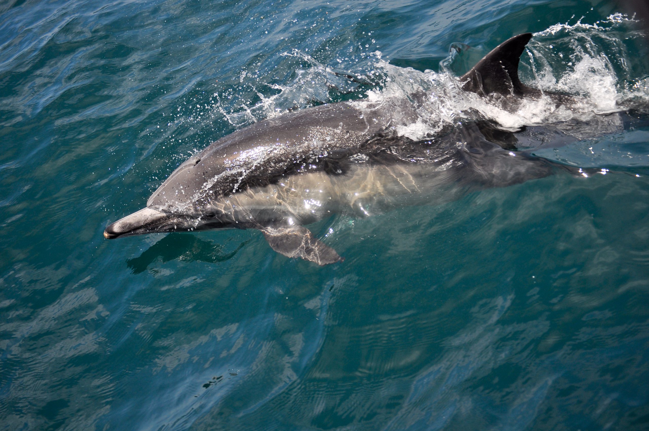 Un dauphin - Corey.C - cc