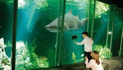 A shark at the Dingle OceanWorld Aquarium