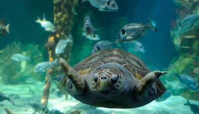 Dingle OceanWorld Aquarium