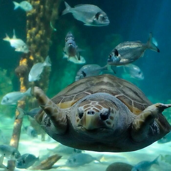 Dingle OceanWorld Aquarium