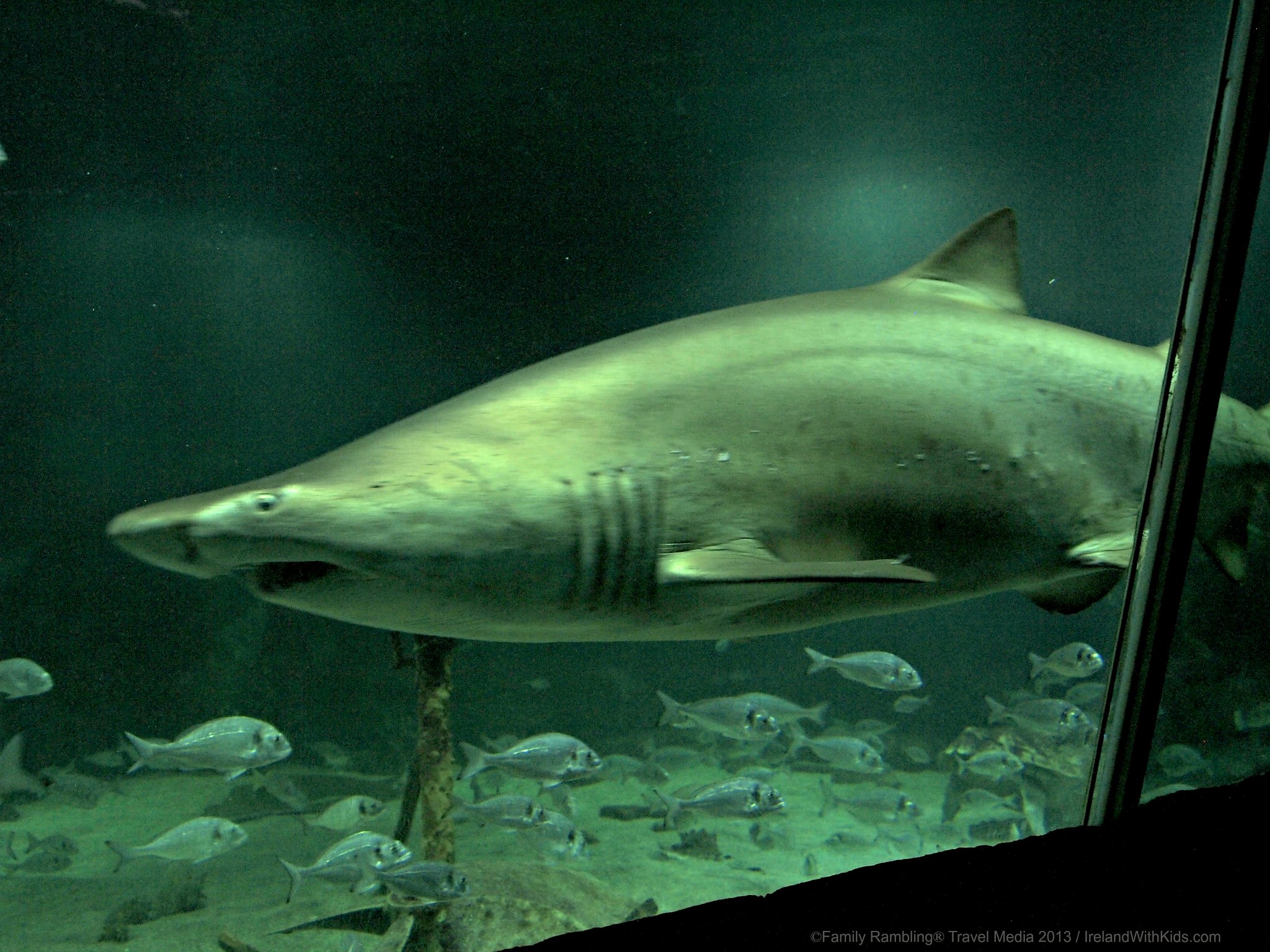 Dingle Oceanworld Aquarium in Ireland • Guide