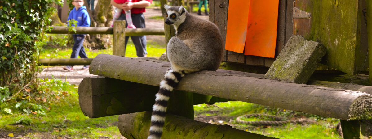 Wildlife of the Uplands