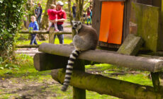 fota wildlife park 1