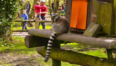 fota wildlife park 1