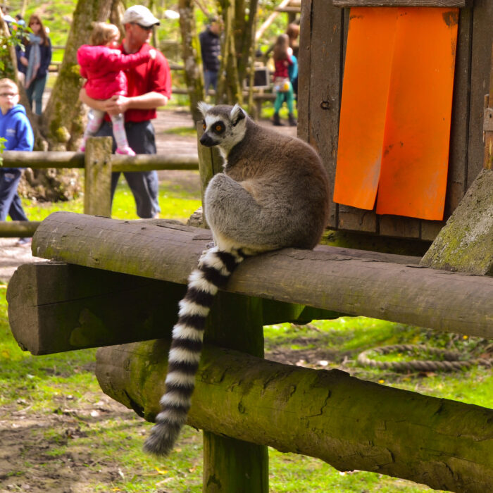 fota wildlife park 1