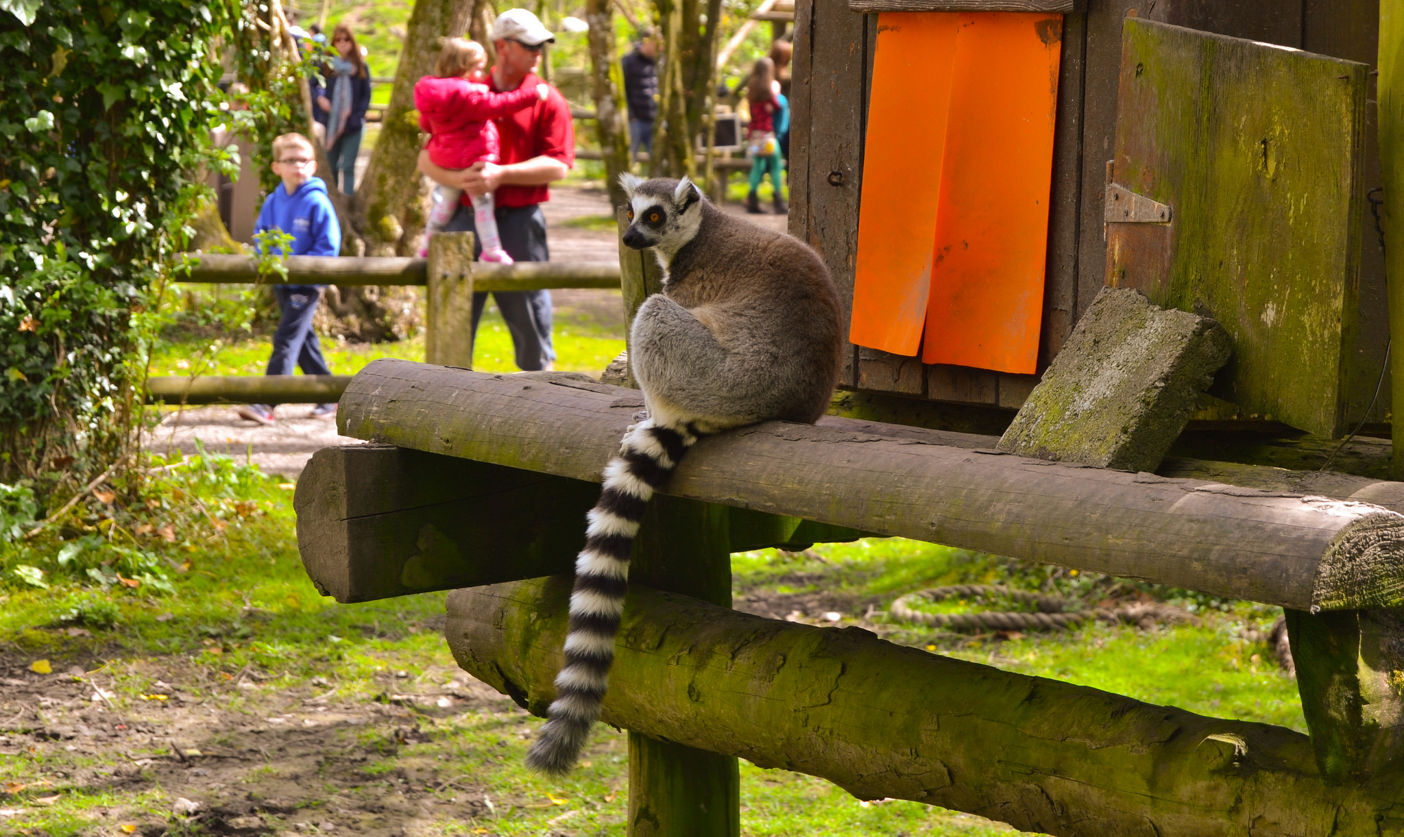 Des lémuriens au Fota wildlife park - James McNamara - cc
