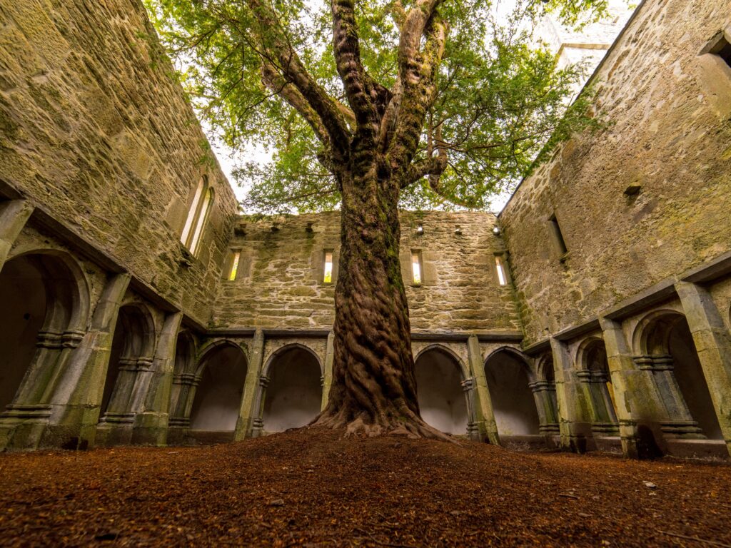 muckross abbey 3