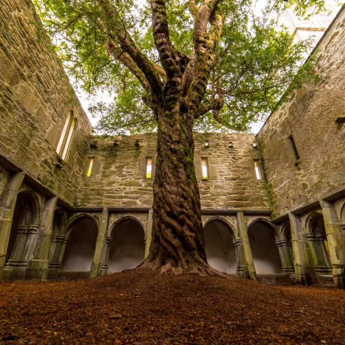 muckross abbey 3