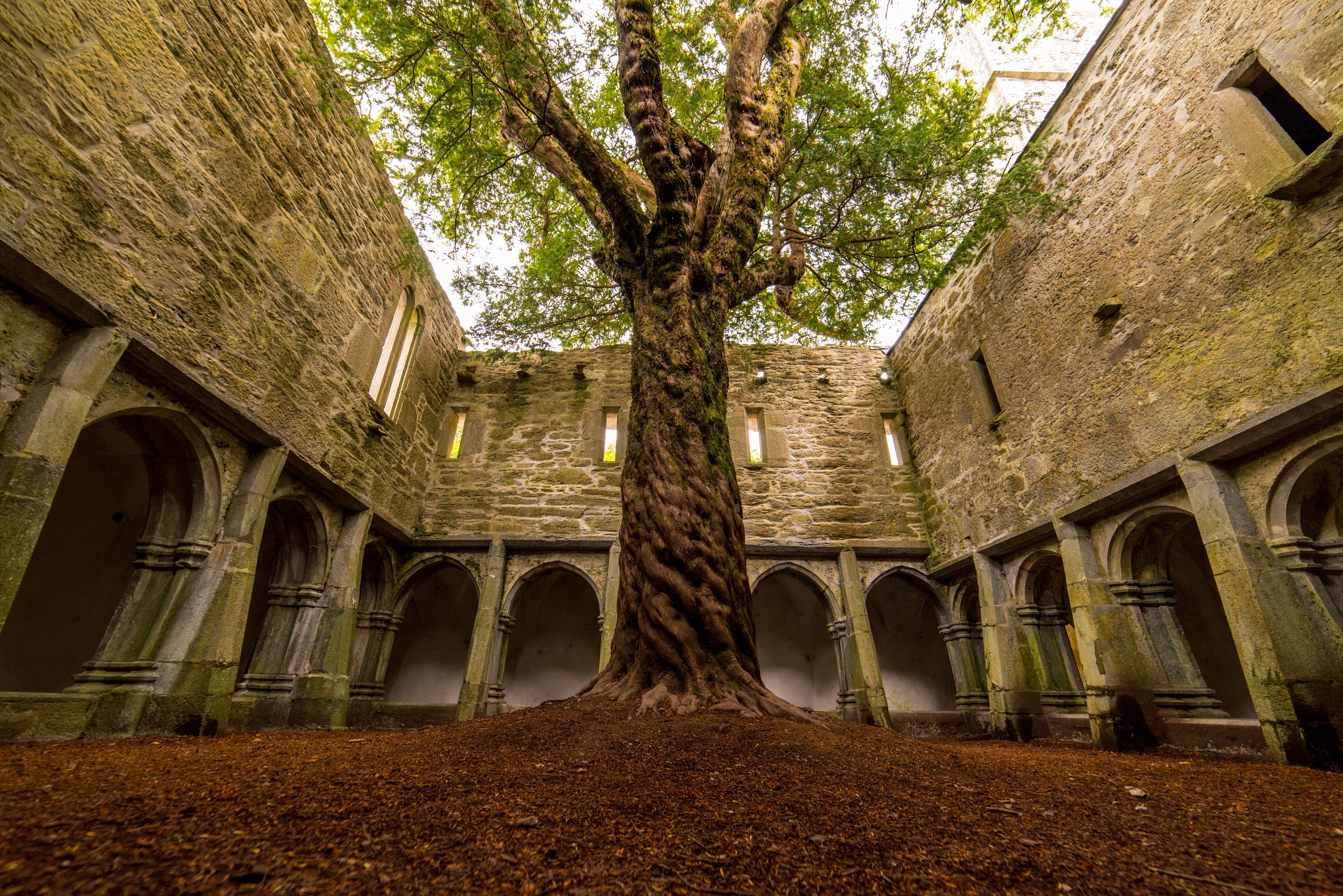 La Muckross Abbey et son arbre incroyable - Luca Genero - Shutterstock