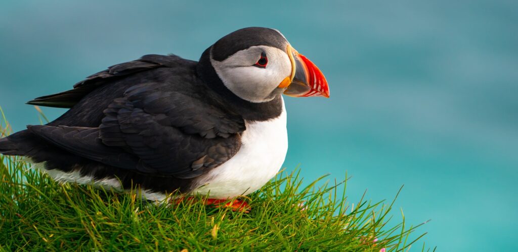 Birdwatching in Ireland: The Best Spots and How to Prepare
