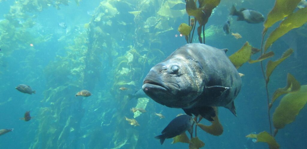 Sea bass fishing in Ireland •