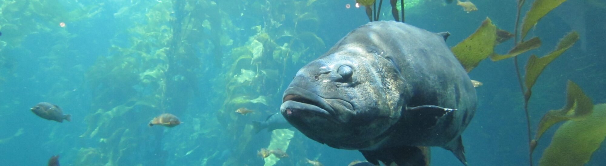 Sea Bass Fishing in Ireland