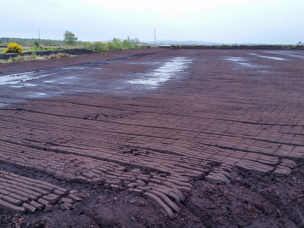 bog of allen