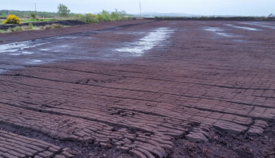 bog of allen