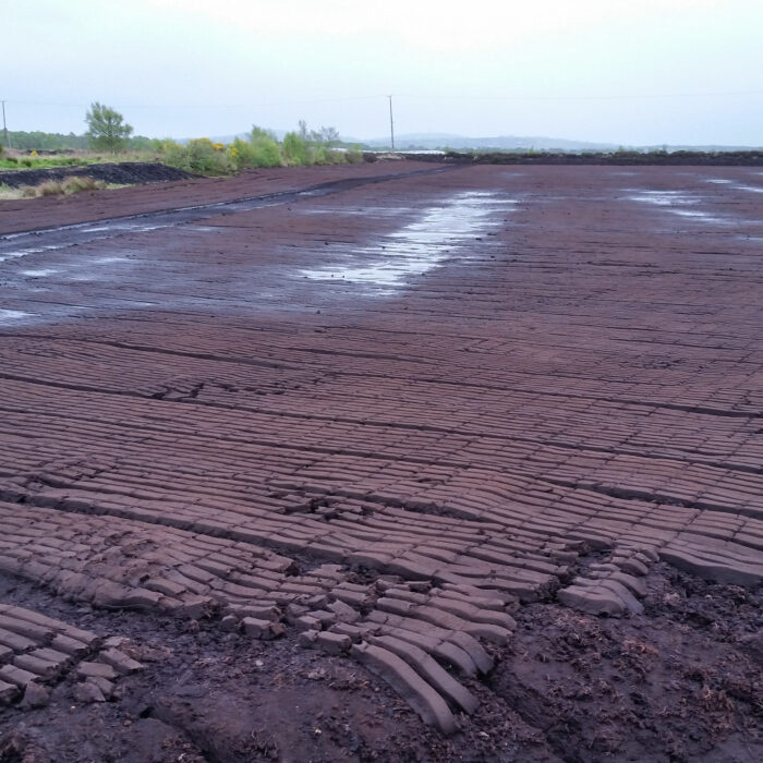 bog of allen