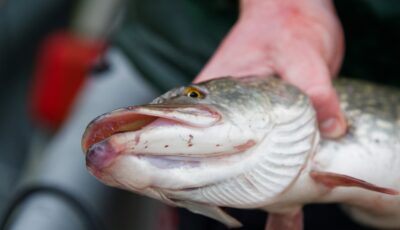 brochet 1 2
