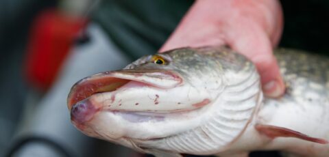 brochet 1 2