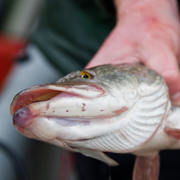 brochet 1 2