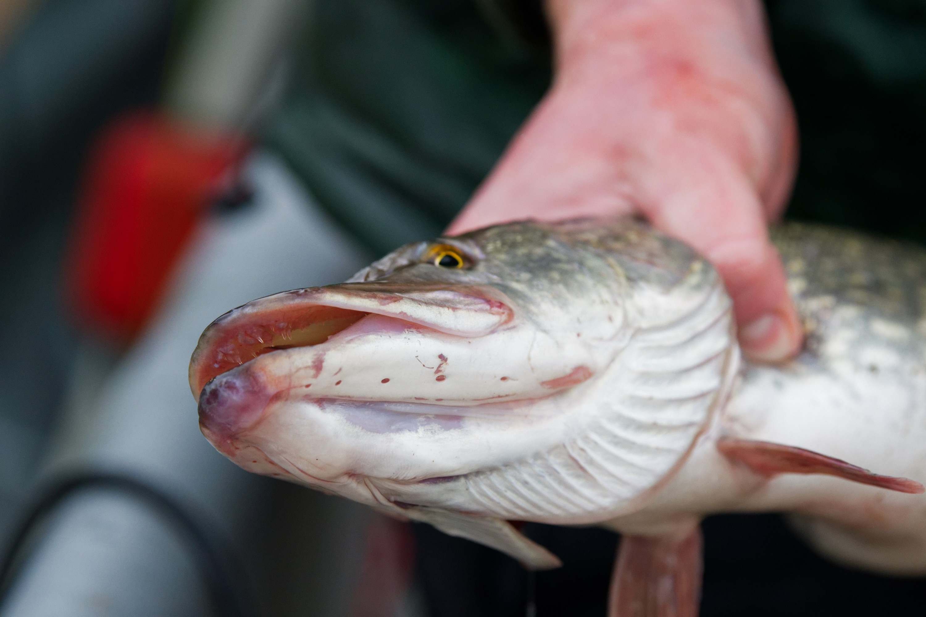 Un brochet - NERYX