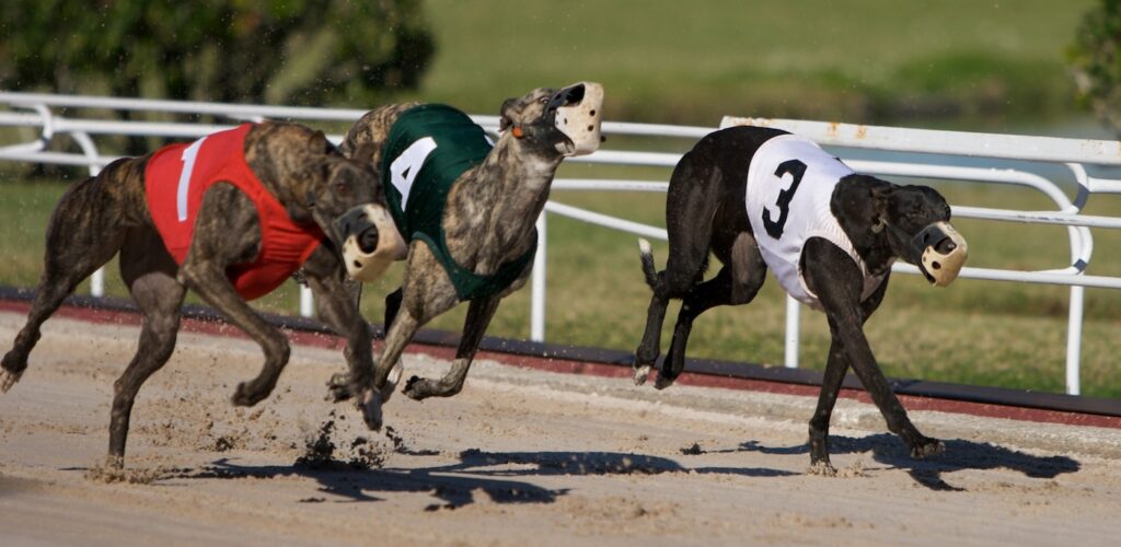 Greyhound racing in Ireland: an increasingly controversial sport