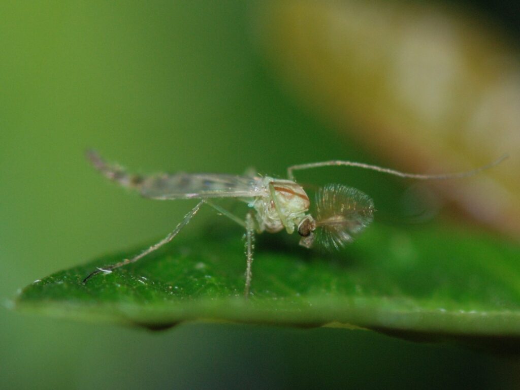 midges